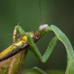 Chinches de agua, mantis religiosas y otros insectos reaparecen en el AMBA y reavivan alertas sanitarias y ambientales