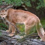 Santa Cruz: los pumas cambiaron el menú y empezaron a comerse pingüinos