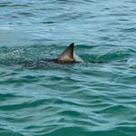 Un tiburón de 3,5 metros la acorraló frente a la costa y ella eligió qué brazo sacrificar para que no le mordiera la cabeza