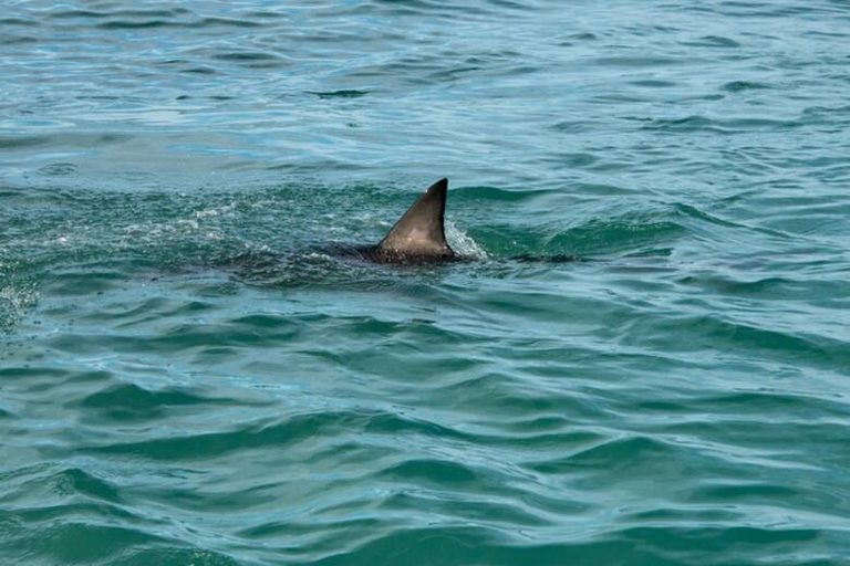 Un tiburón de 3,5 metros la acorraló frente a la costa y ella eligió qué brazo sacrificar para que no le mordiera la cabeza