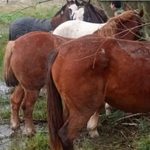 Roban caballos, los descuartizan y venden la carne como si fuera vacuna: el macabro negocio que crece en el Conurbano