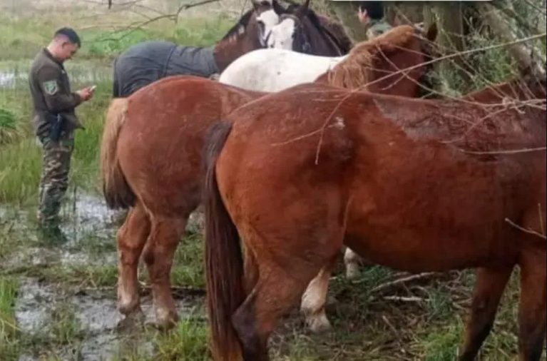 Roban caballos, los descuartizan y venden la carne como si fuera vacuna: el macabro negocio que crece en el Conurbano