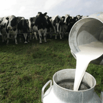 Crisis de la leche en Argentina: cuesta cada vez más sacarla y crece el temor de que no alcance para satisfacer a todos